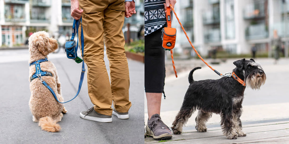 Why Fixed Leads and Leashes Are the Smarter Choice for Dog Owners