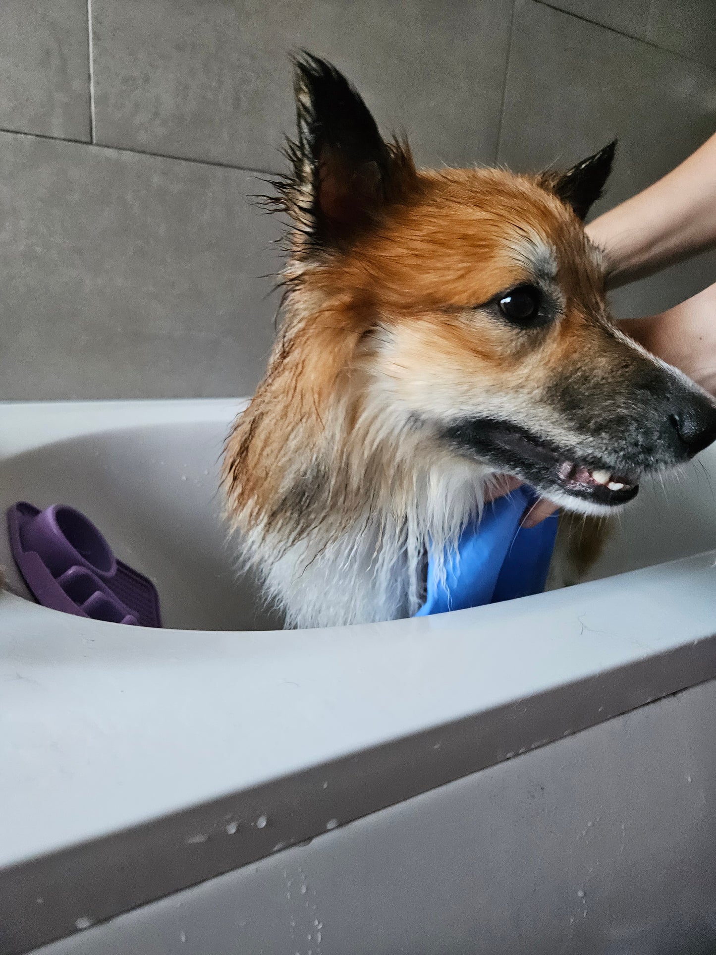 Soggy Doggy Towel & Cooling Mat | Loype