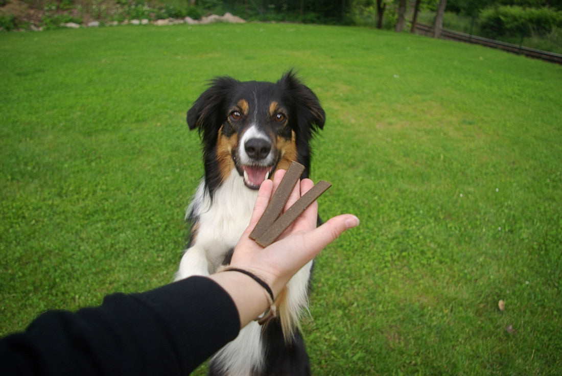 Dog with a treat in a person's hand on a grassy field