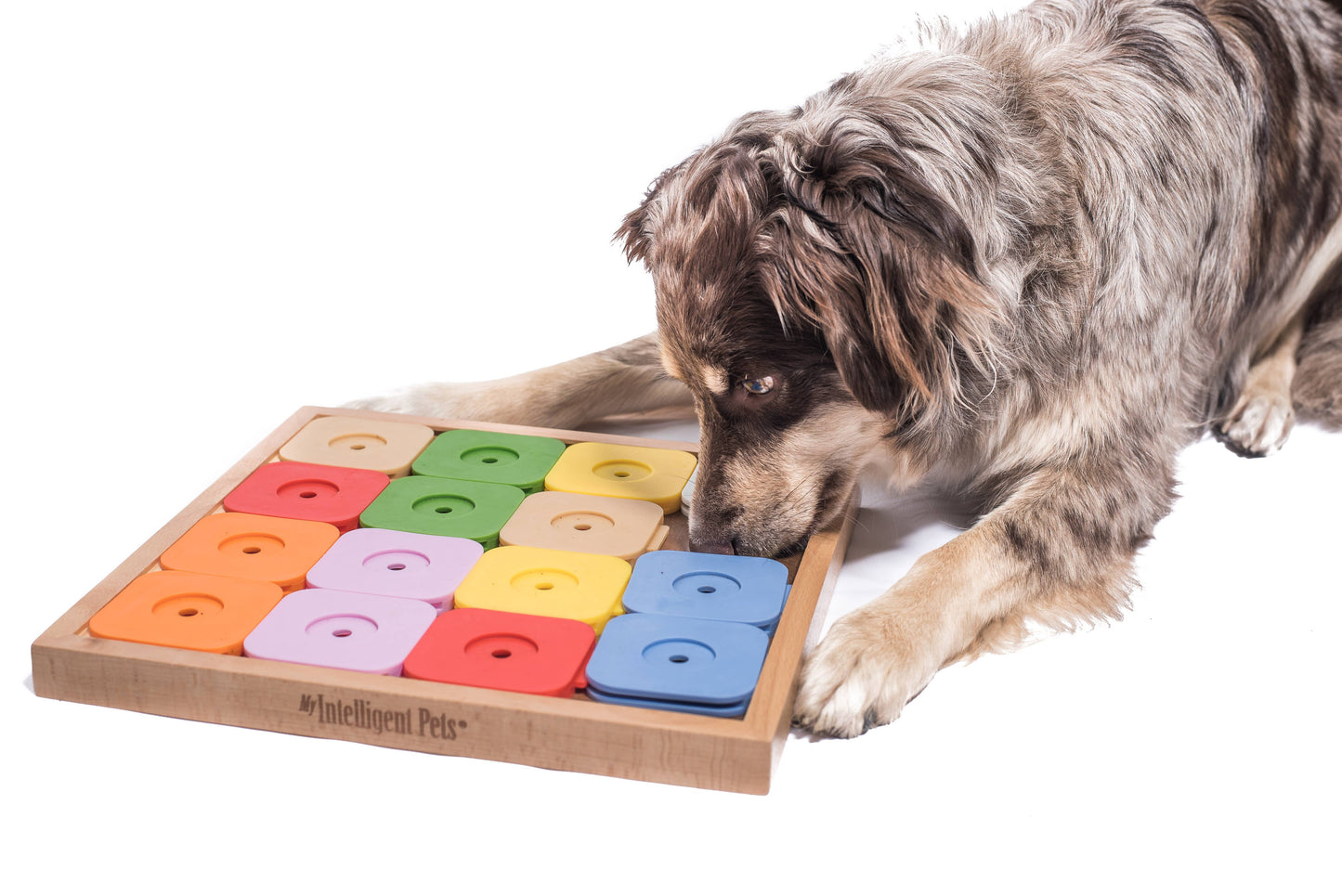 Sudoku Medium Genie Color Puzzle | My Intelligent Dogs