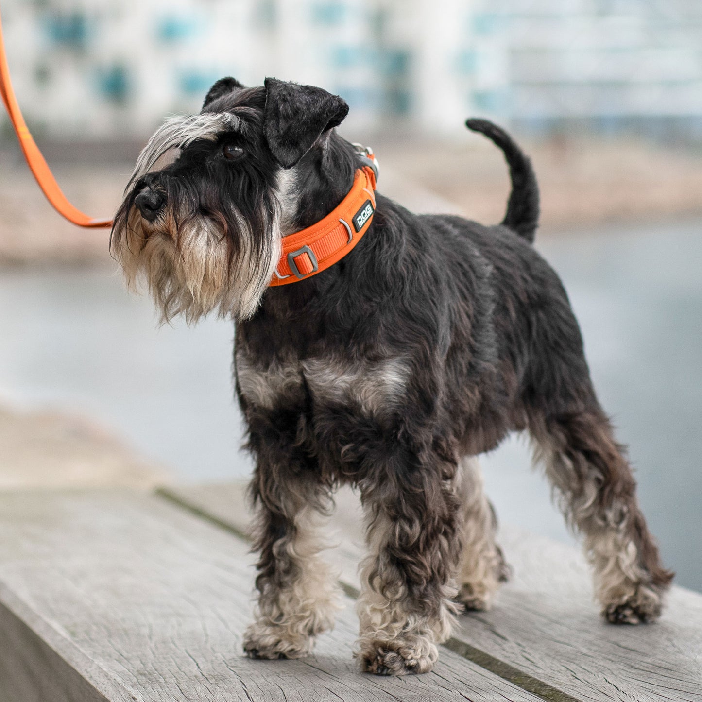 DOG Copenhagen Urban Explorer™ Collar