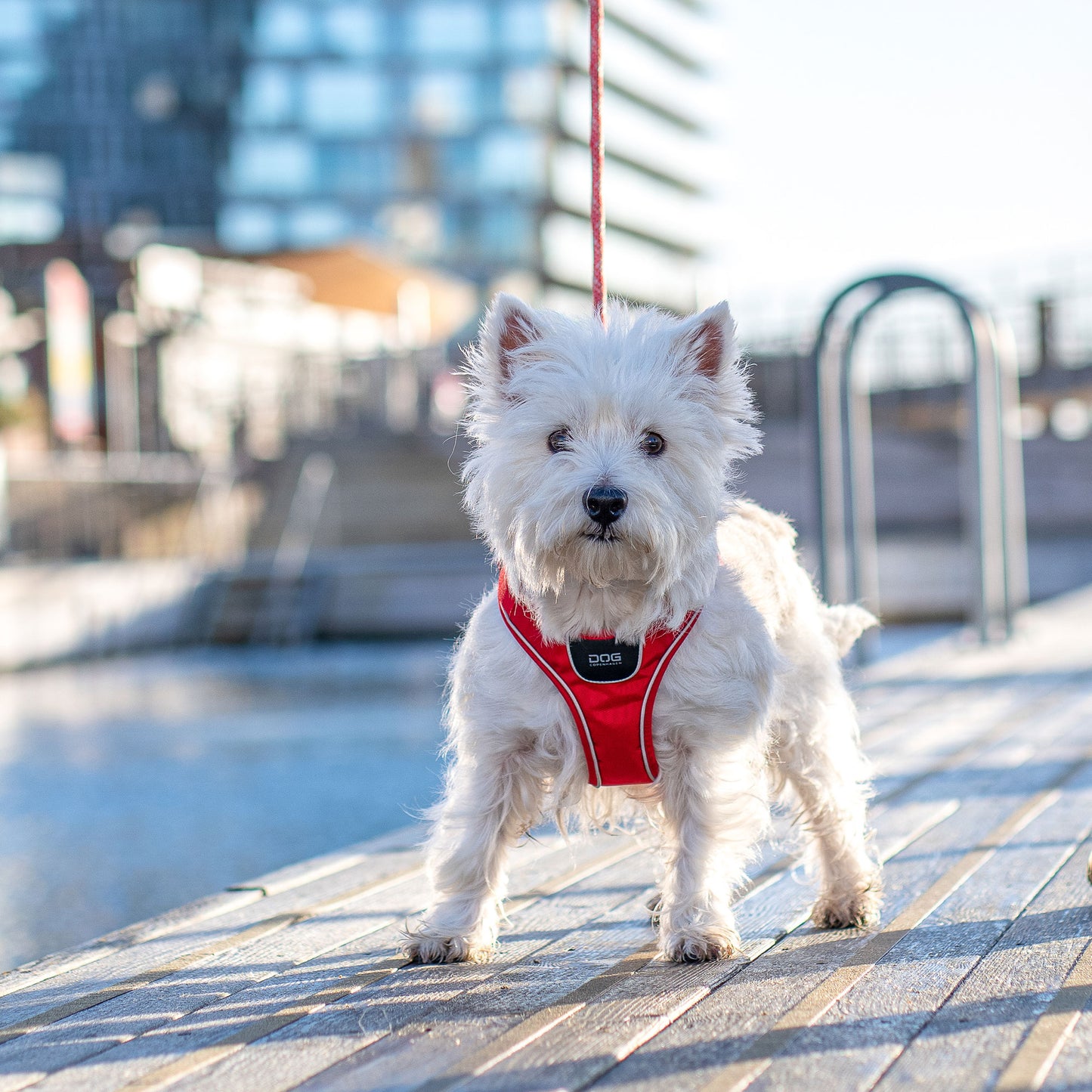 DOG Copenhagen Comfort Walk Go™ Harness