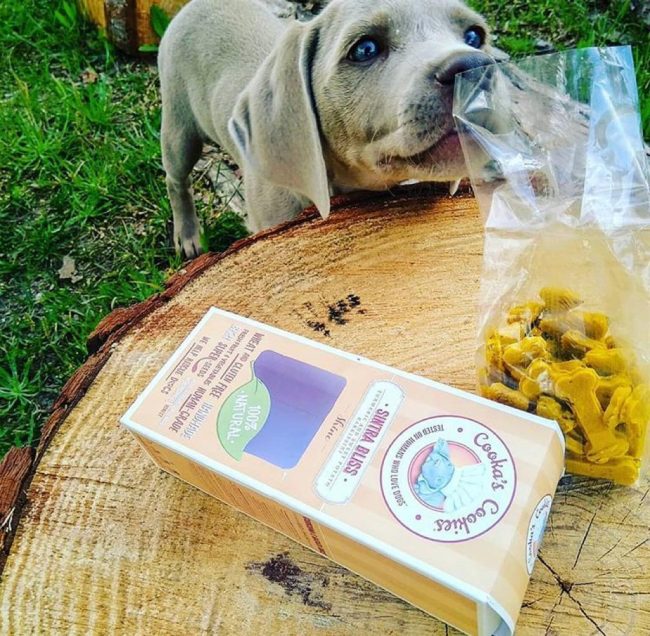 Dog Treats for Anti-Inflammatory Digestive Support | Sintra Bliss