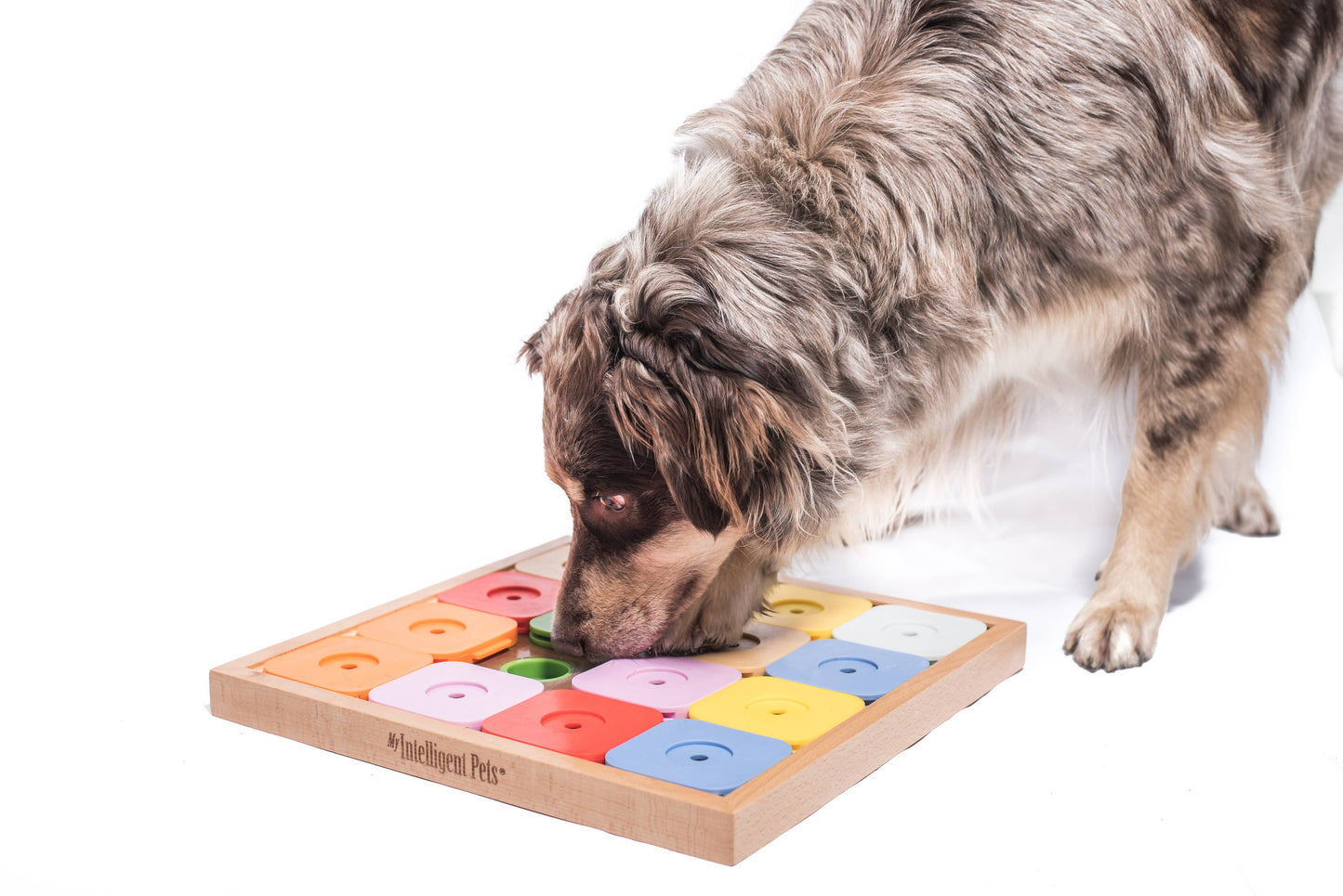 Sudoku Medium Genie Color Puzzle | My Intelligent Dogs