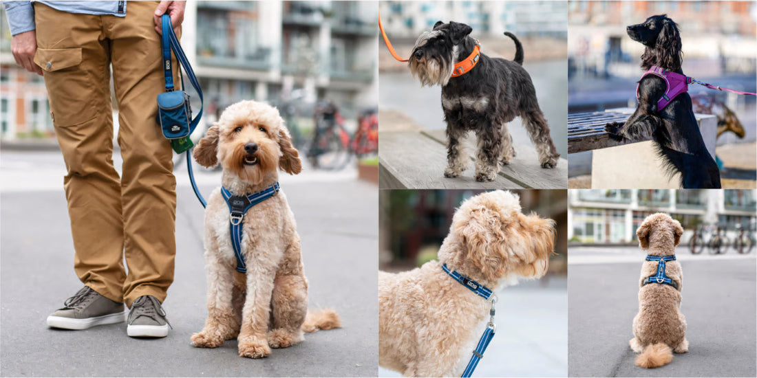 Collar vs. Harness: What’s Really Best for Your Dog?