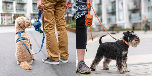 Why Fixed Leads and Leashes Are the Smarter Choice for Dog Owners