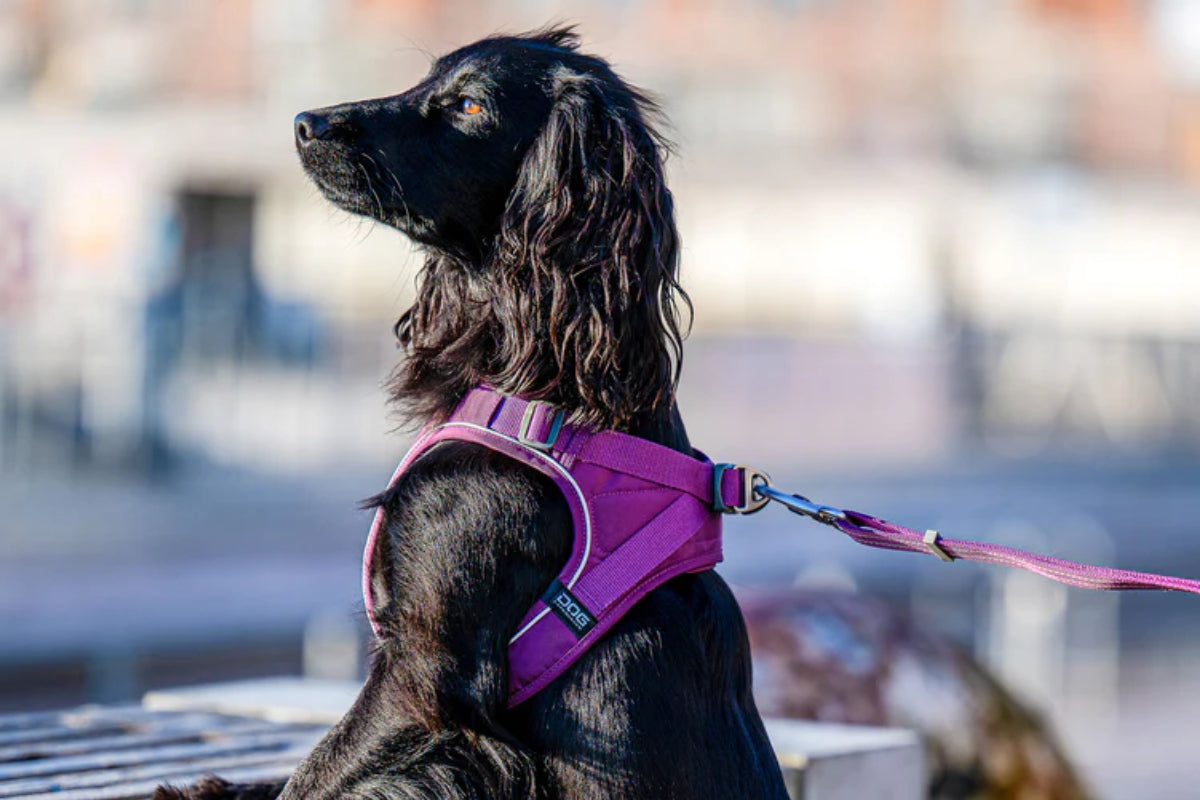 Dog Harnesses