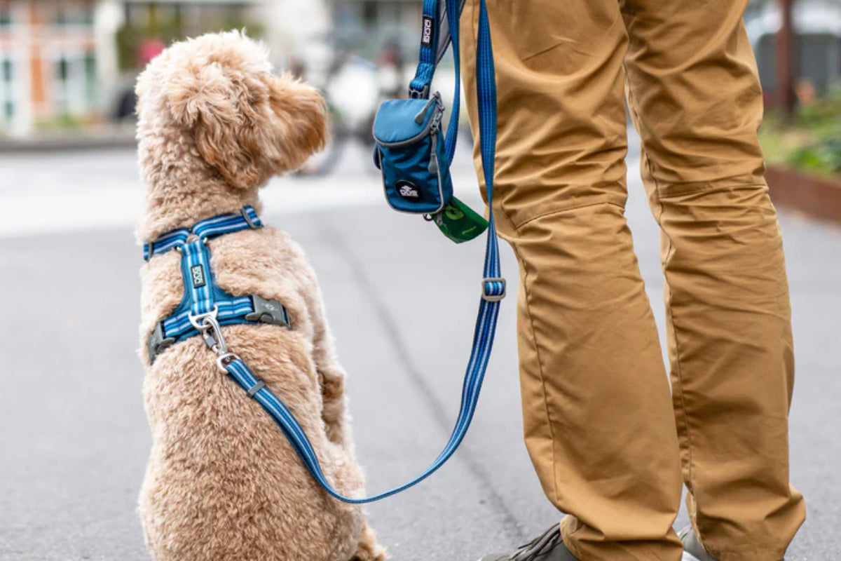 Dog Leads and Leashes