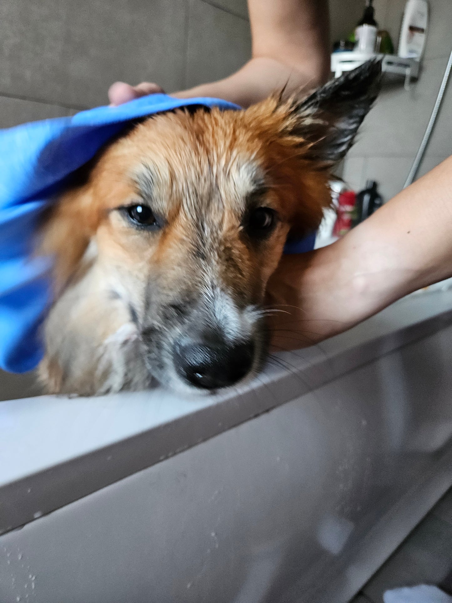 Soggy Doggy Towel & Cooling Mat | Loype