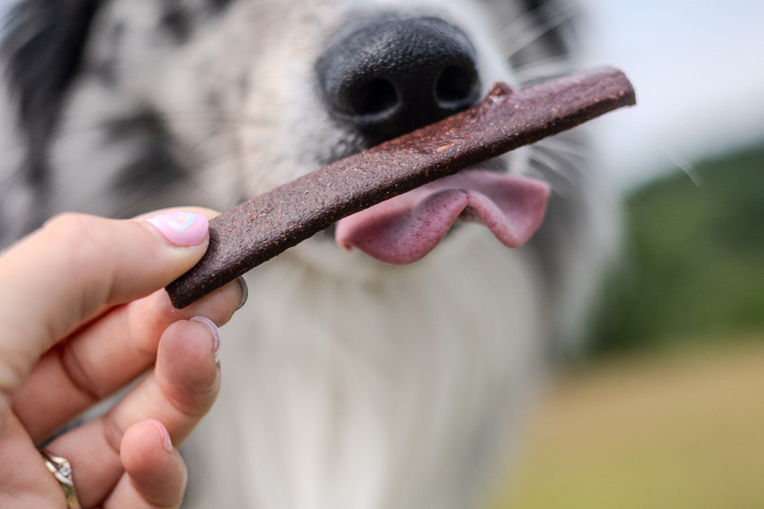 High-Protein Salmon and Lamb Dog Treats for Training | Buzzy Snack