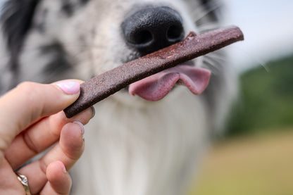 High-Protein Salmon and Lamb Dog Treats for Training | Buzzy Snack