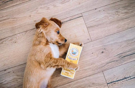 Human-Grade Baked Dog Treats | Gourmet Burger