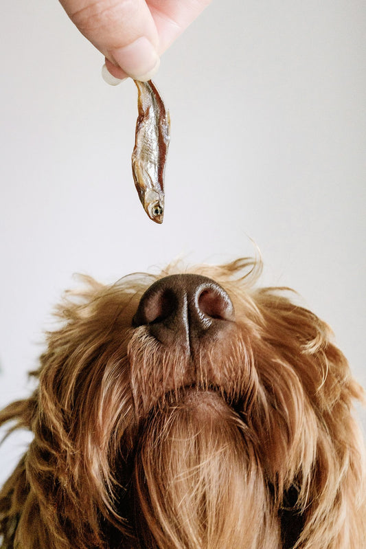 Single-Ingredient Fish Dog Treats for Allergies and Sensitivities | Gone Fishing