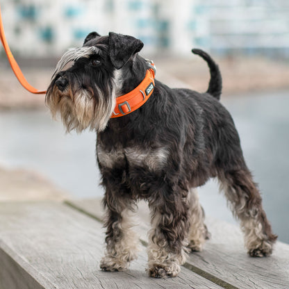 DOG Copenhagen Urban Explorer™ Collar