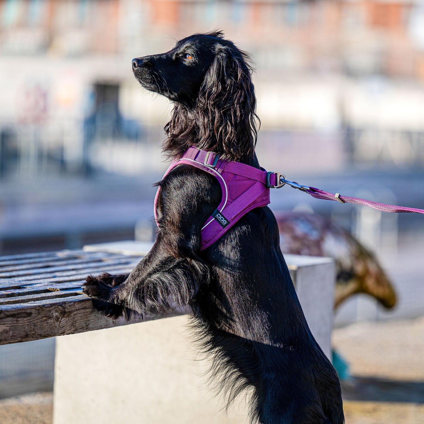DOG Copenhagen Comfort Walk Go™ Harness