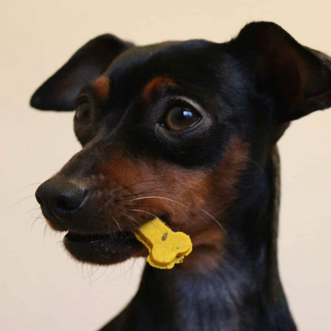 Dog Treats for Anti-Inflammatory Digestive Support | Sintra Bliss