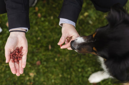Small beef training bite dog treats in hand, for focused training and sensitive stomachs